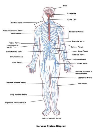 Nervous System - Body Systems